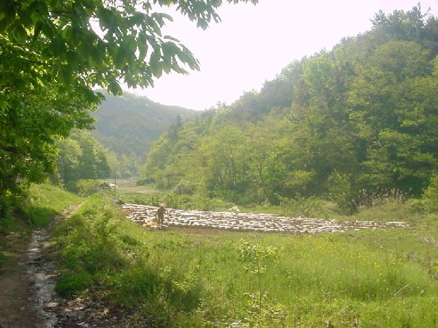 Photograph